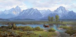 Jim Wilcox art | Moose Heaven giclée print on canvas of a bull moose wandering Willow Flats in Grand Teton National Park